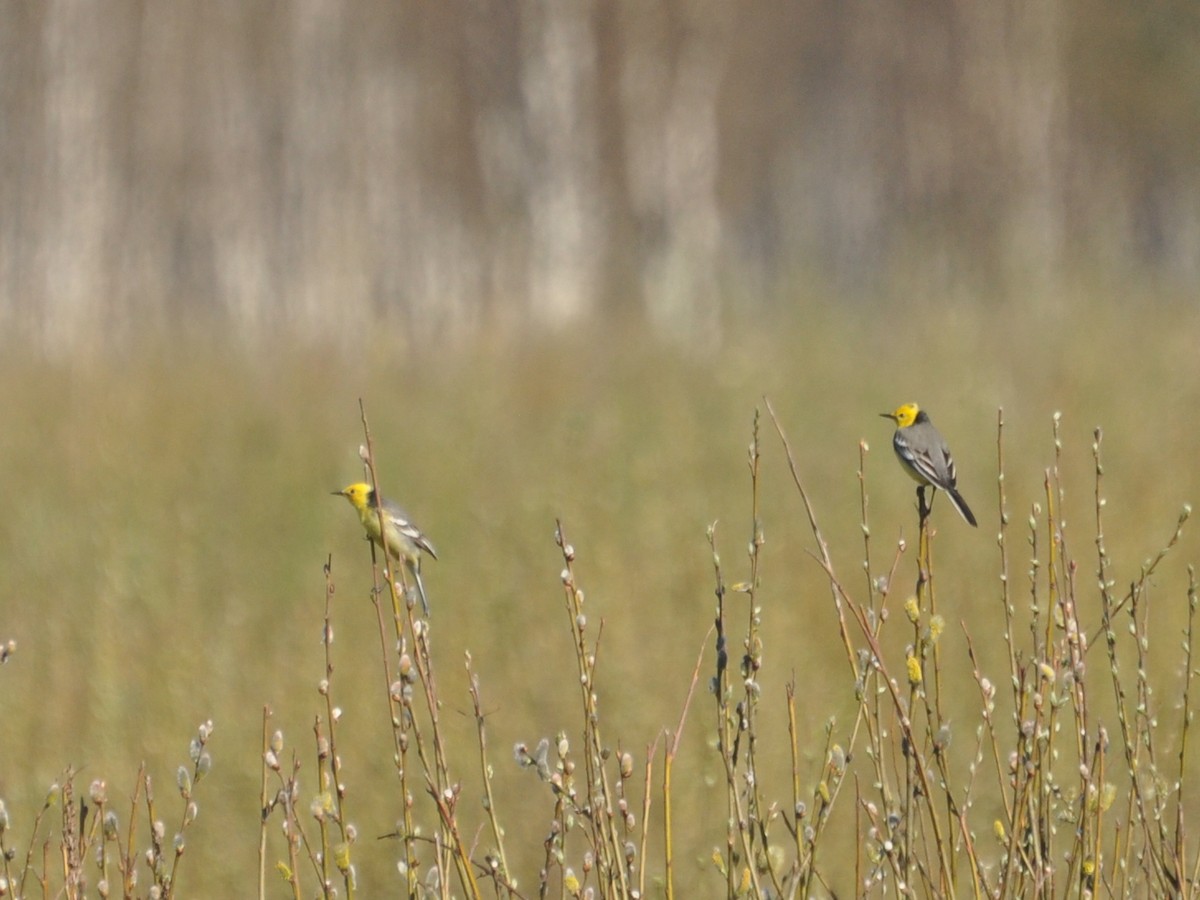 Citrine Wagtail - ML647404227