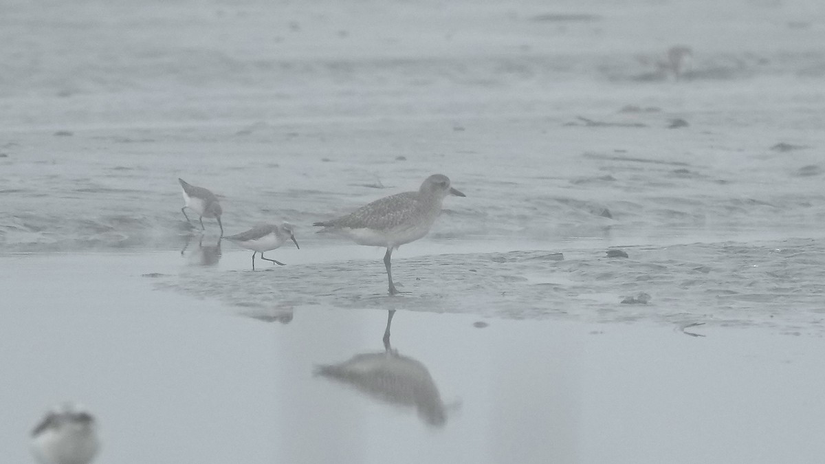 Black-bellied Plover - ML647404233