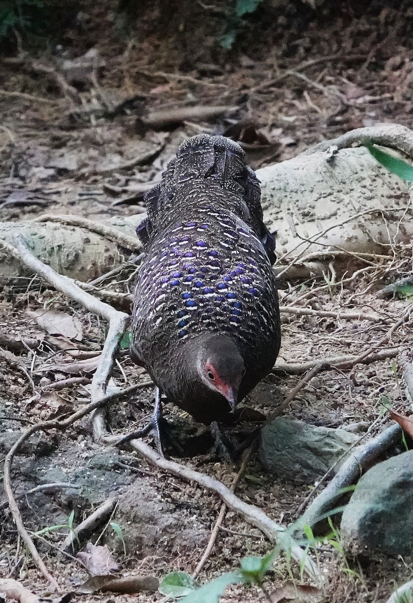Hainan Peacock-Pheasant - ML647404236