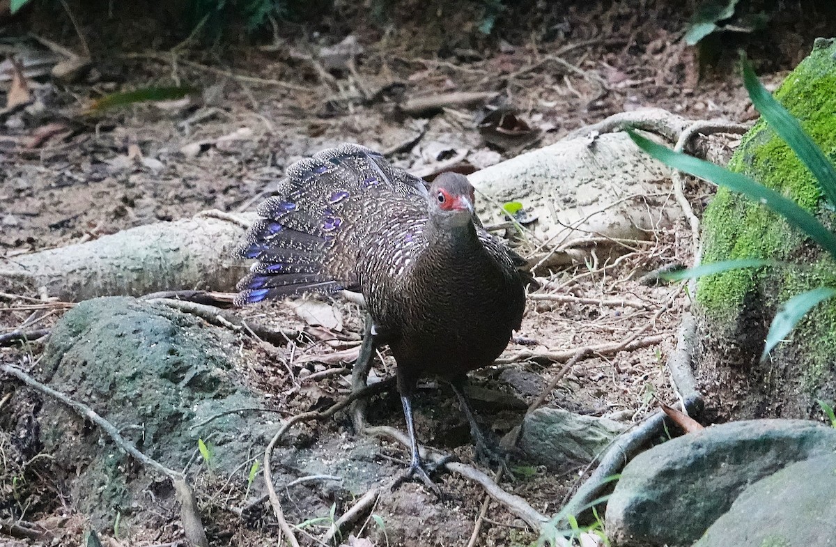 Hainan Peacock-Pheasant - ML647404237
