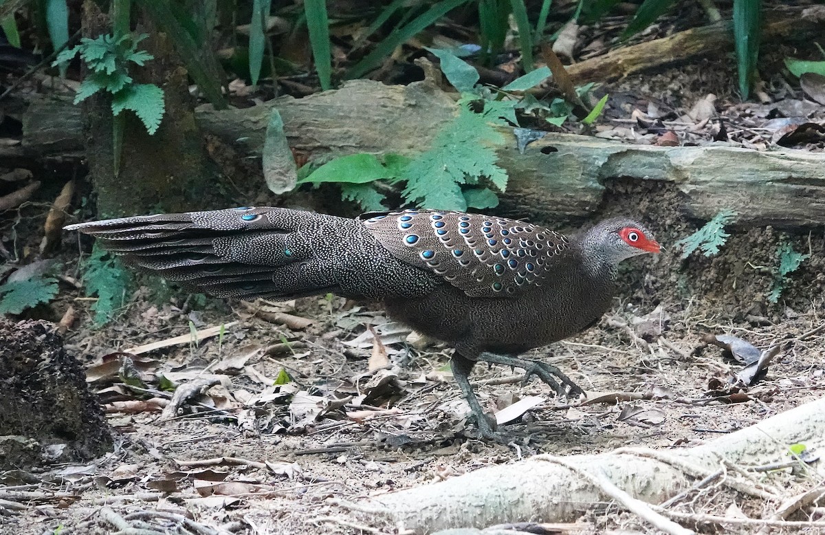 Hainan Peacock-Pheasant - ML647404238
