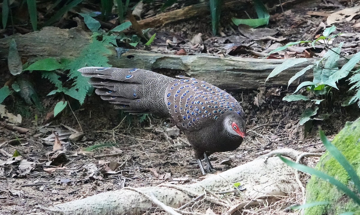 Hainan Peacock-Pheasant - ML647404239
