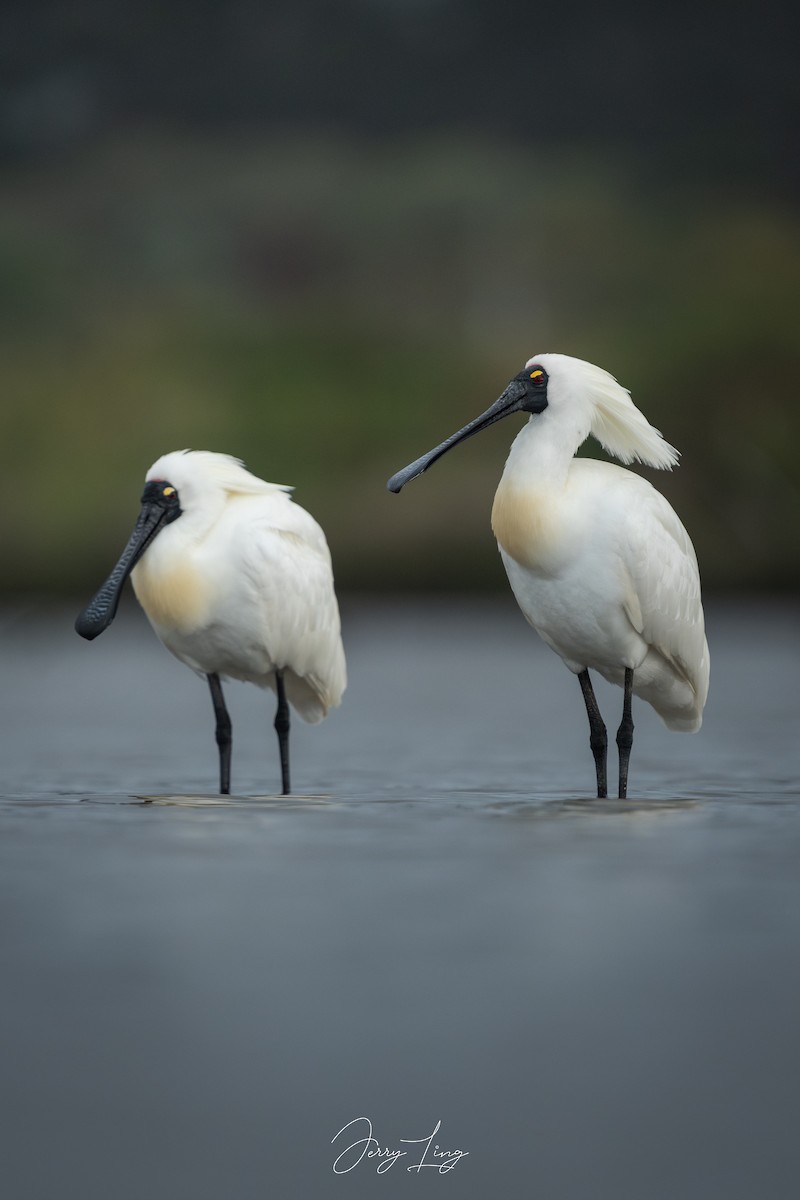 Kara Yüzlü Kaşıkçı - ML647404251