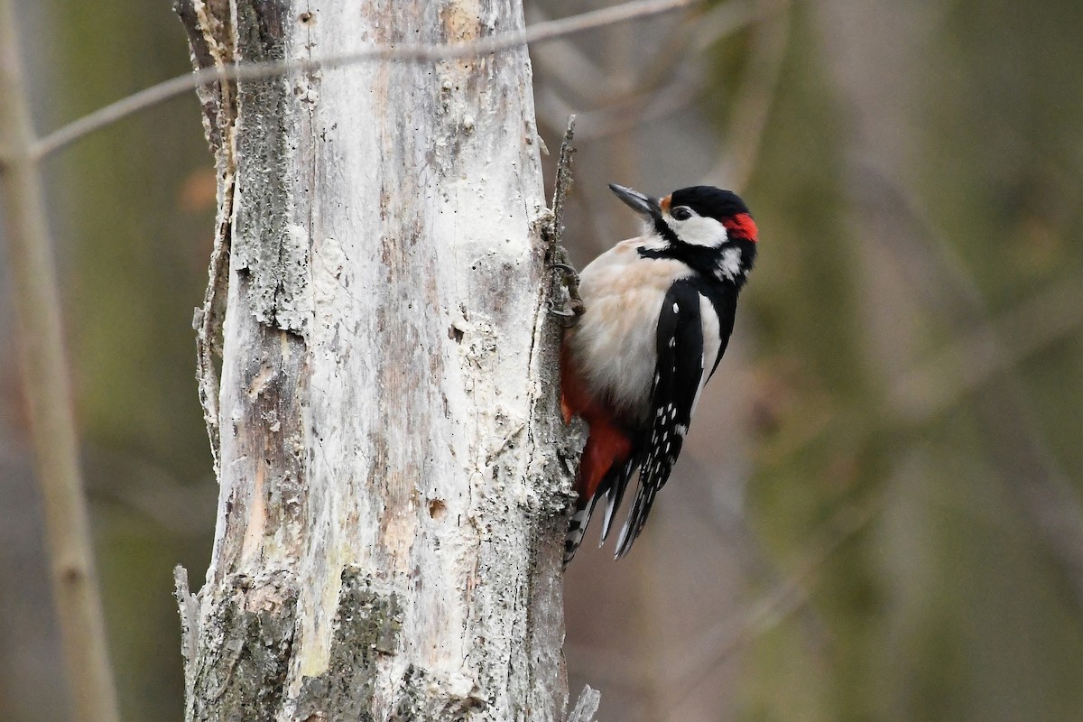 Great Spotted Woodpecker - ML647404264