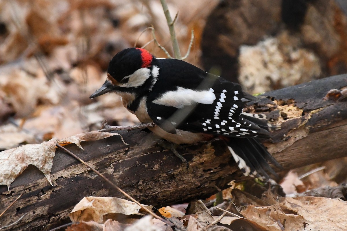 Great Spotted Woodpecker - ML647404265