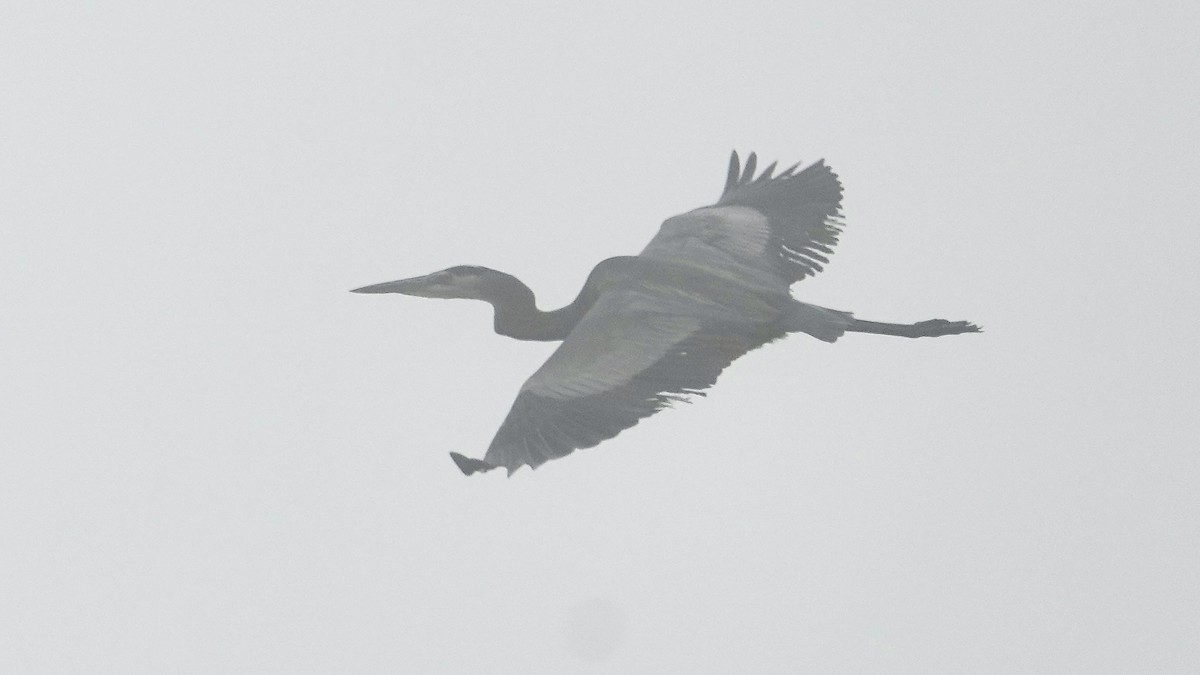 Grand Héron - ML647404266