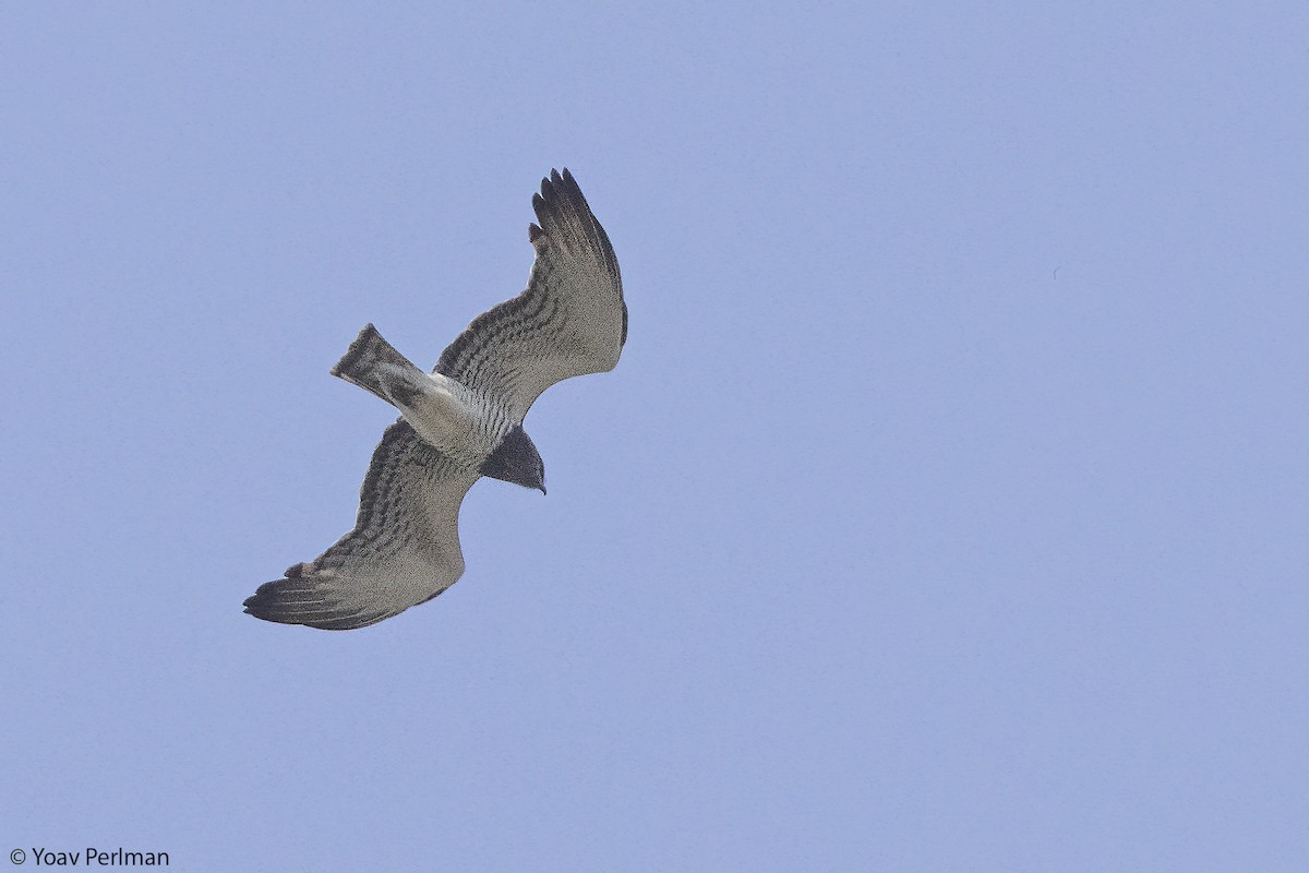 Beaudouin's Snake-Eagle - ML647404269