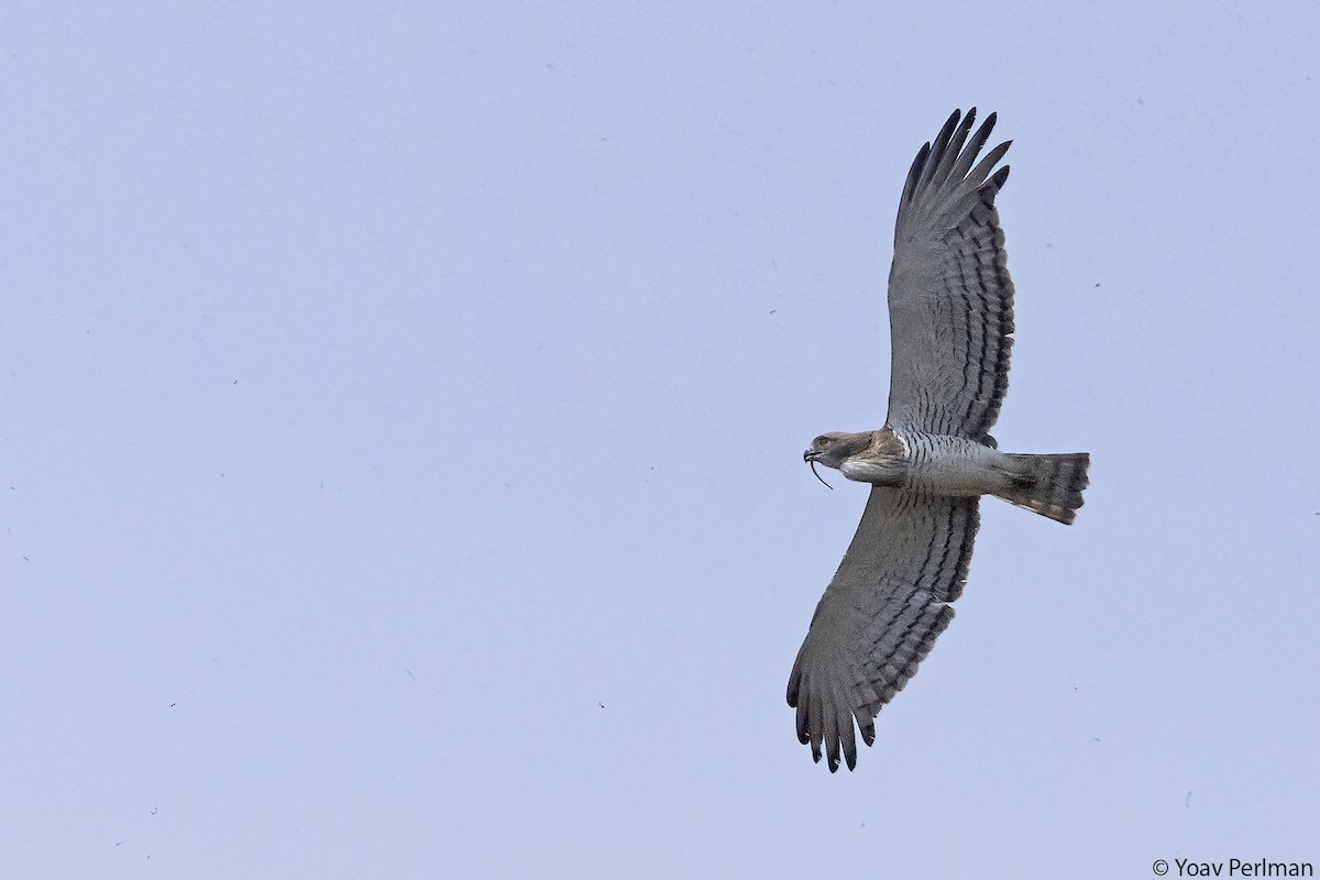 Beaudouin's Snake-Eagle - ML647404273