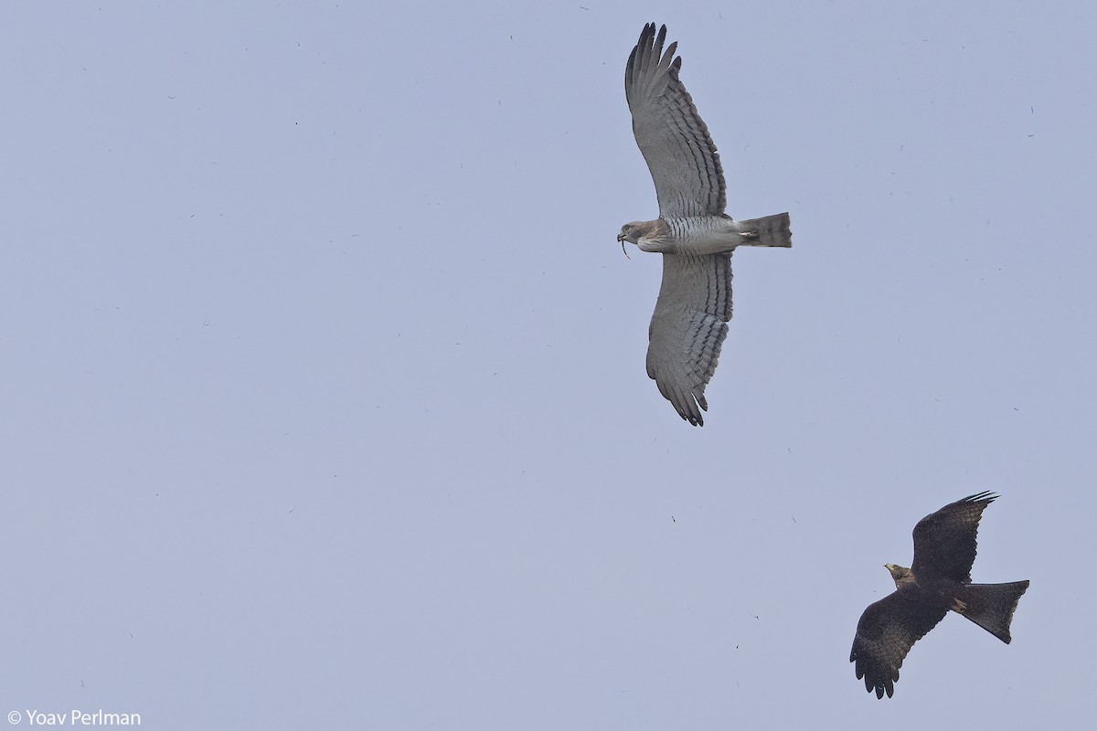 Beaudouin's Snake-Eagle - ML647404274