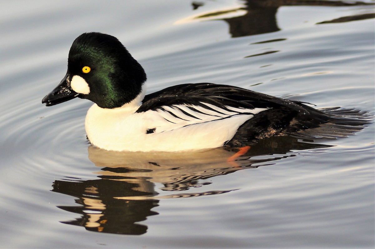 Common Goldeneye - ML647404300