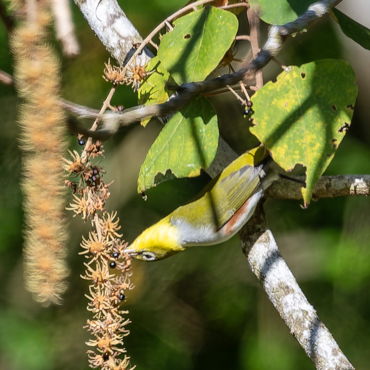 Chestnut-flanked White-eye - ML647404315