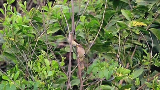 White-browed Bulbul - ML647404331