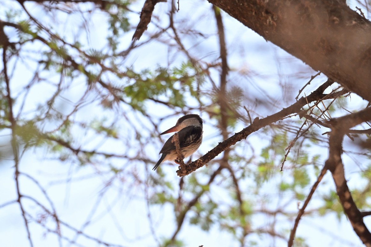 Striped Kingfisher - ML647404360