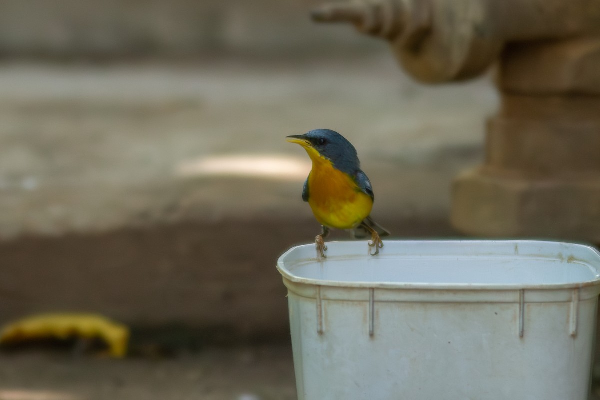 Tropical Parula - ML647404363