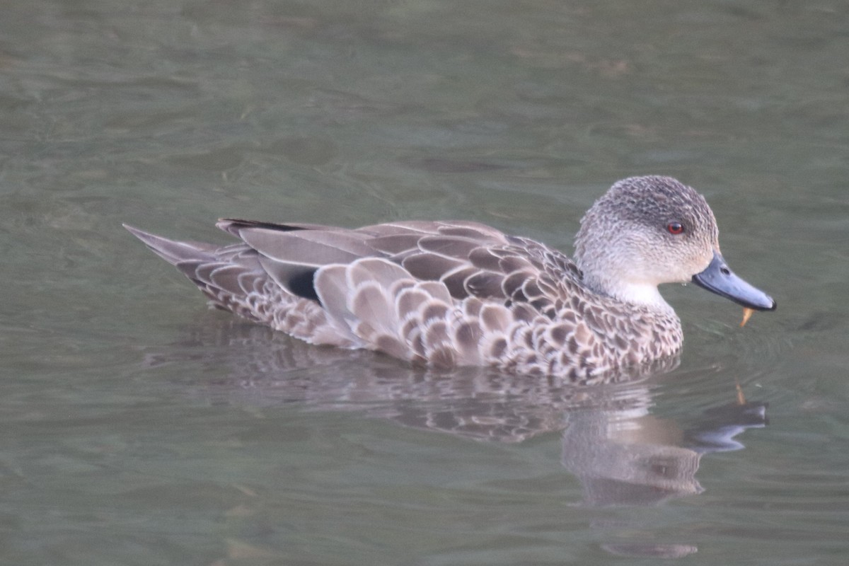 Gray Teal - ML647404377