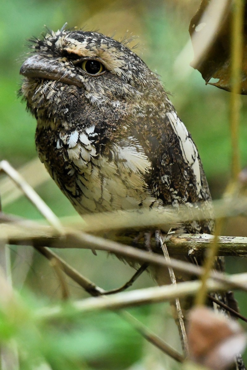 Sunda Frogmouth - ML647404383