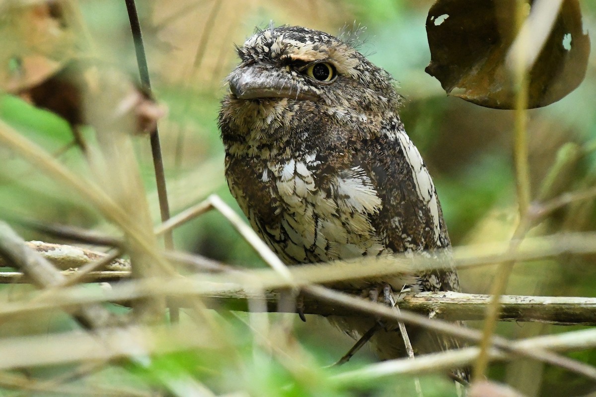 Sunda Frogmouth - ML647404389