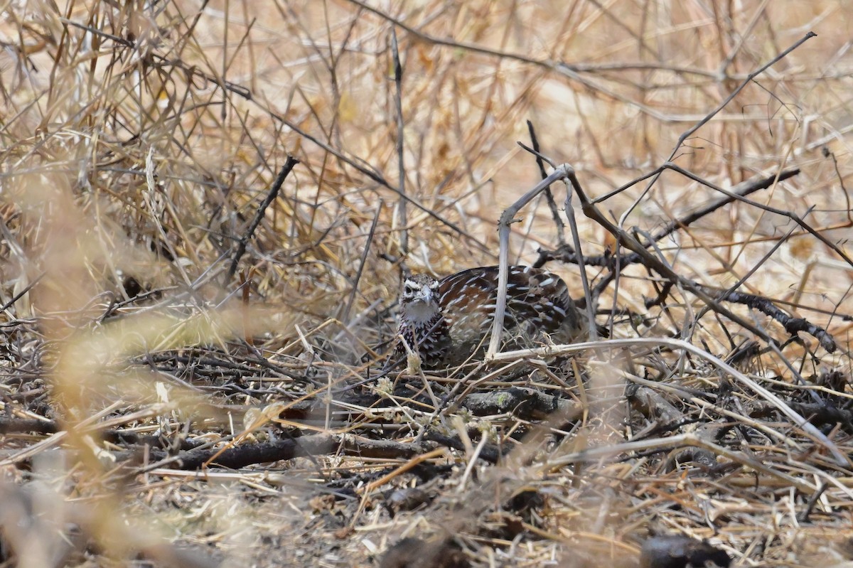 Crested Francolin - ML647404391