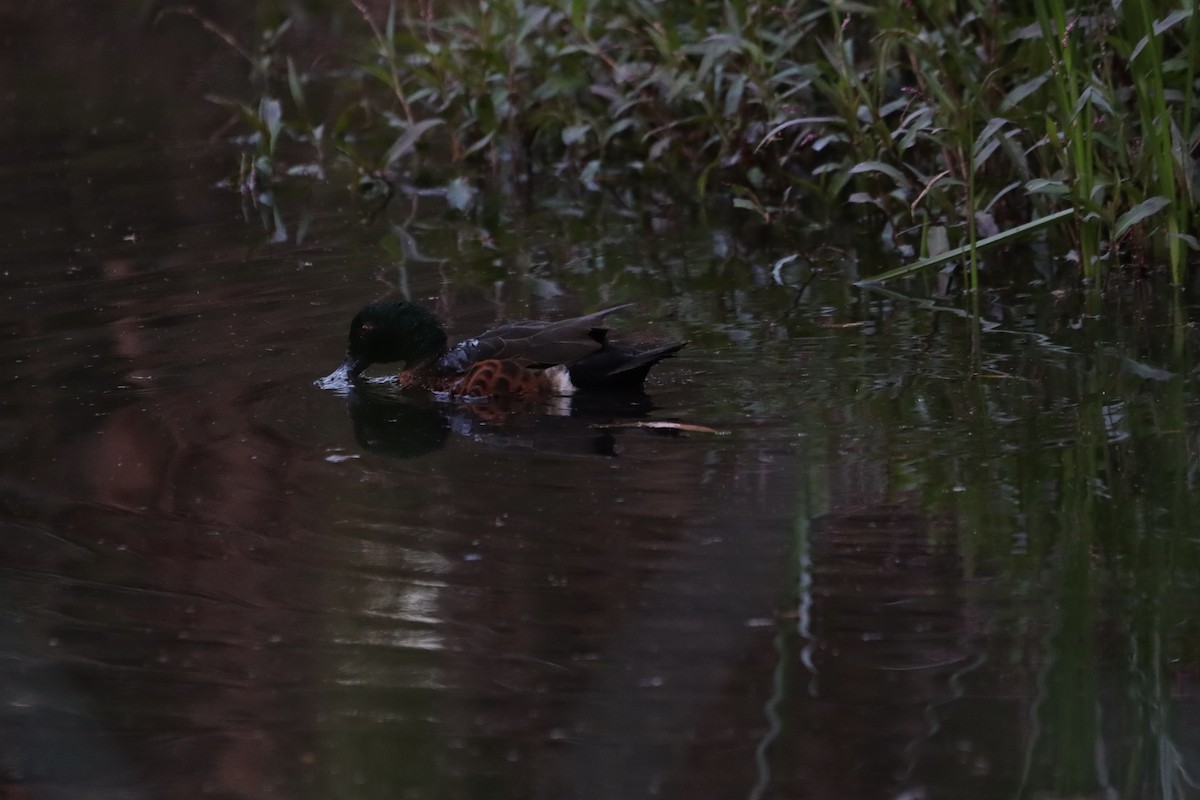 Chestnut Teal - ML647404394