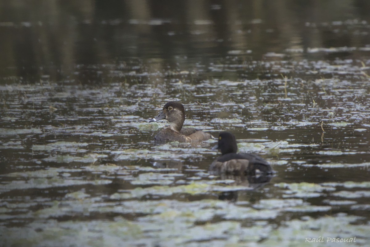 Ring-necked Duck - ML647404403