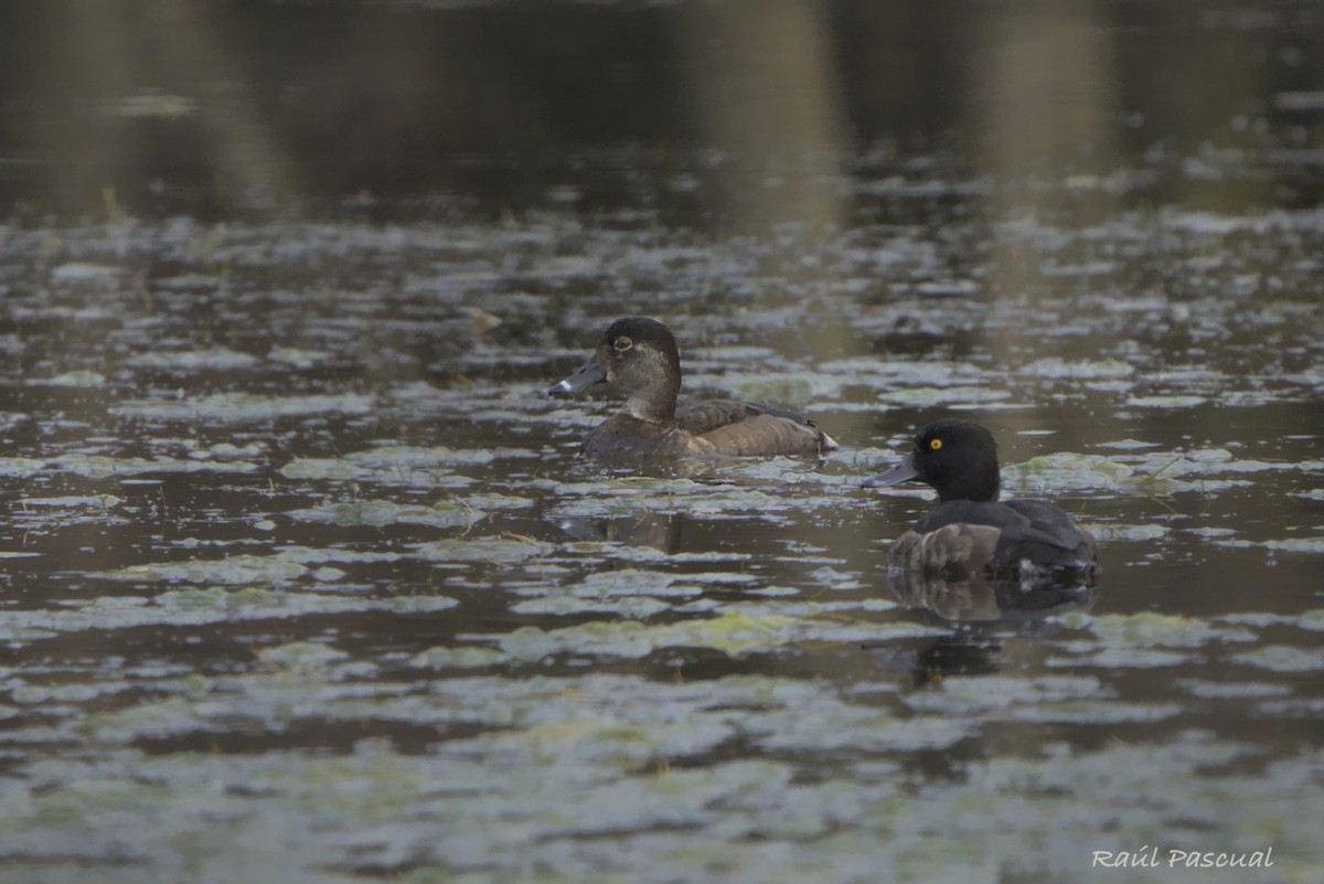 Ring-necked Duck - ML647404404