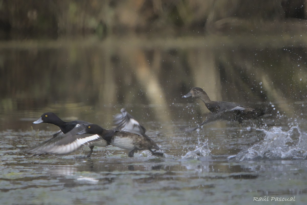 Ring-necked Duck - ML647404405