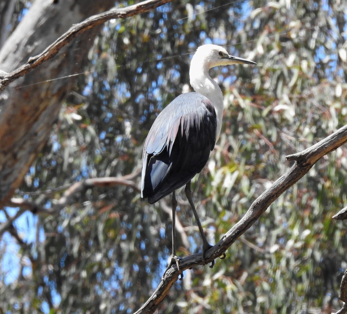 Pacific Heron - ML647404430