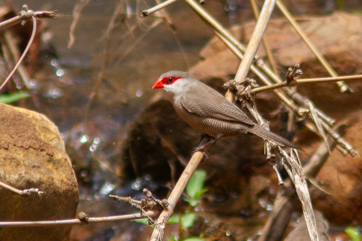 Common Waxbill - ML647404450