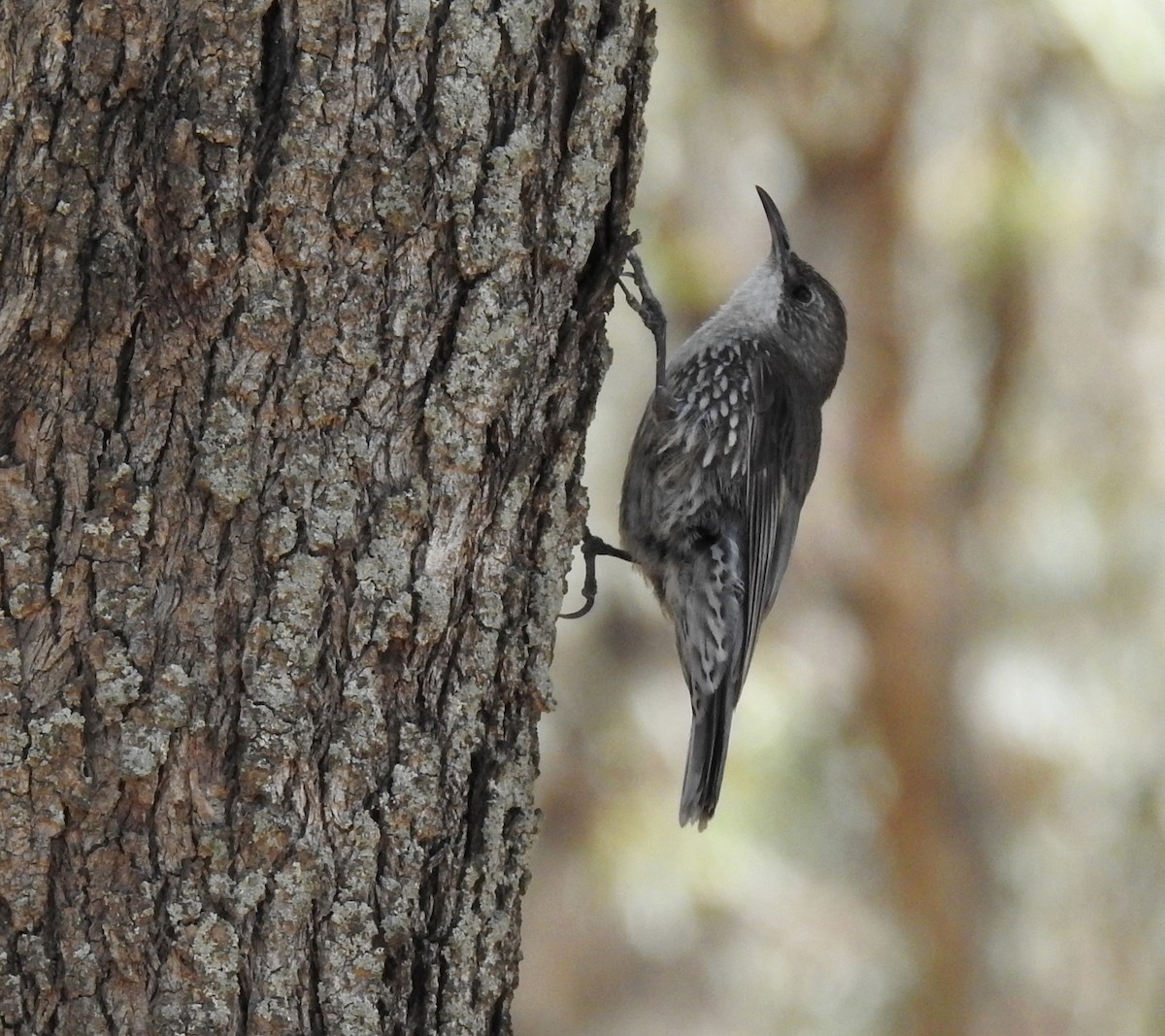 Белогорлая ложнопищуха - ML647404466