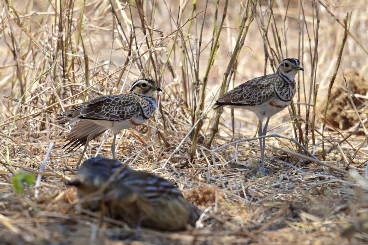 Three-banded Courser - ML647404468