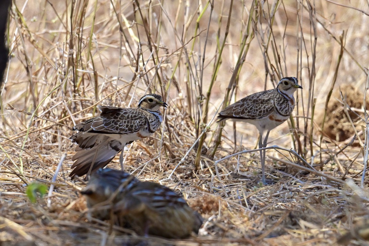 Three-banded Courser - ML647404469