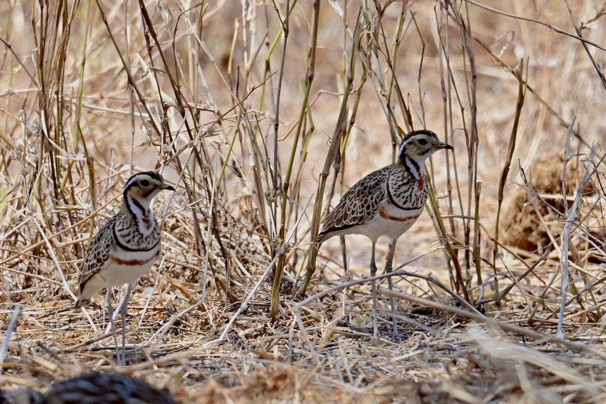 Three-banded Courser - ML647404470