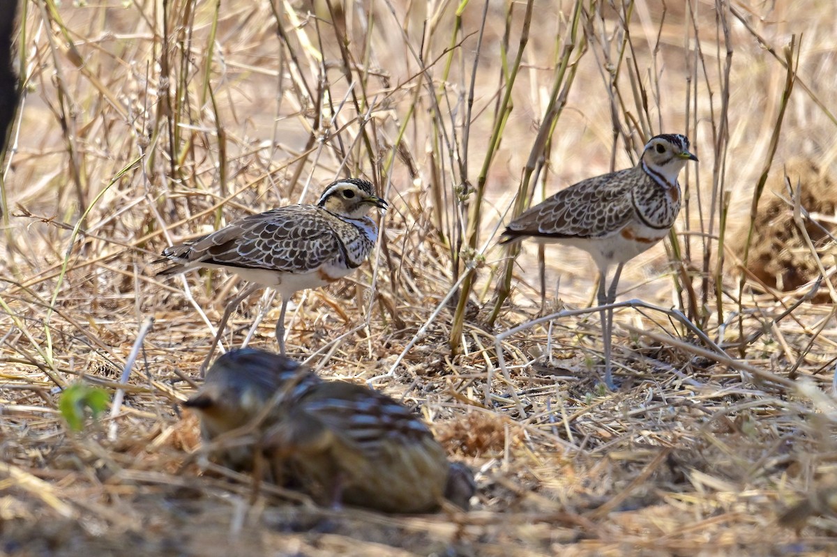 Three-banded Courser - ML647404471