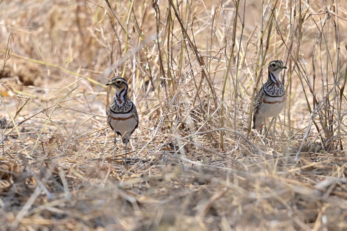 Three-banded Courser - ML647404472