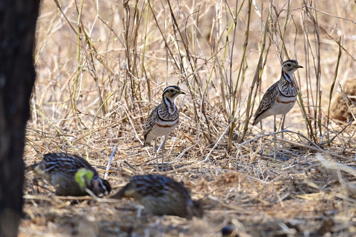 Three-banded Courser - ML647404473