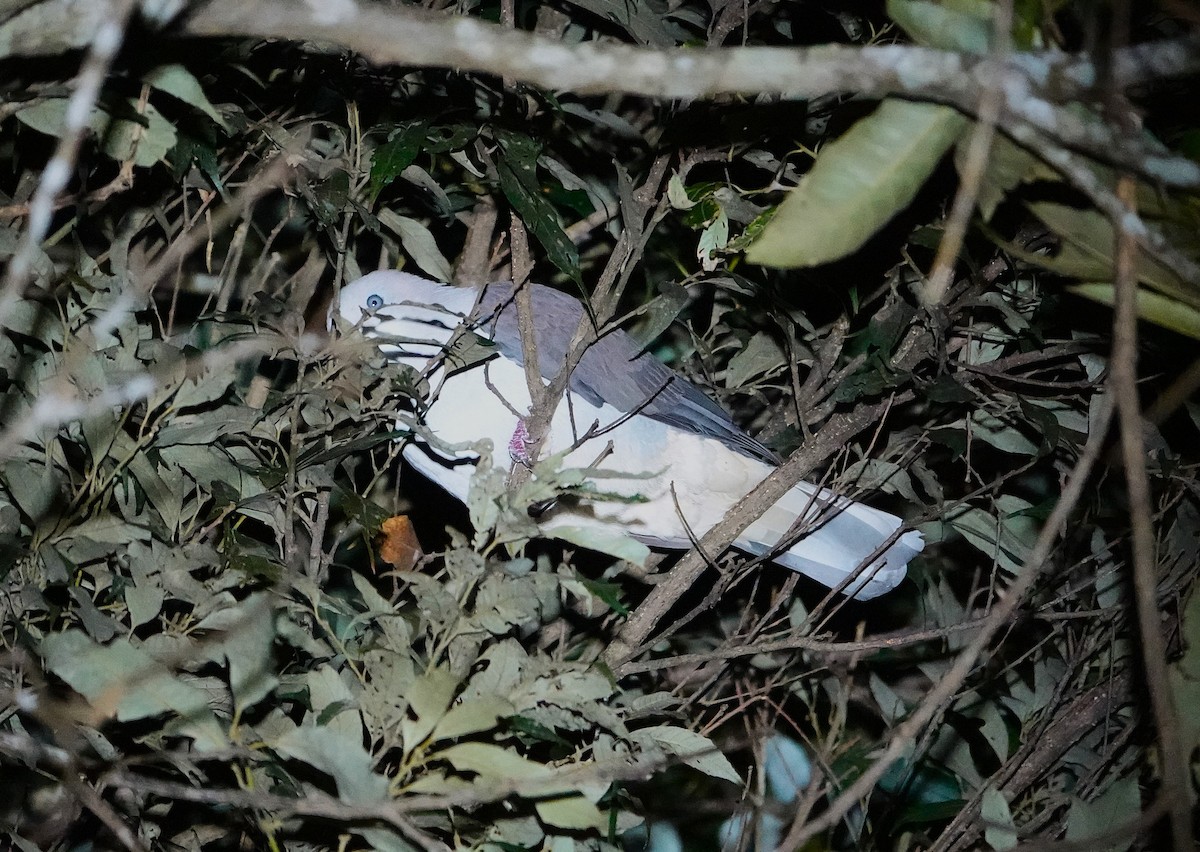 Mountain Imperial-Pigeon - ML647404474