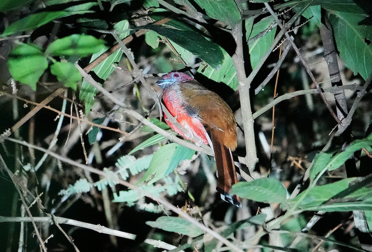 Трогон червоноголовий - ML647404478