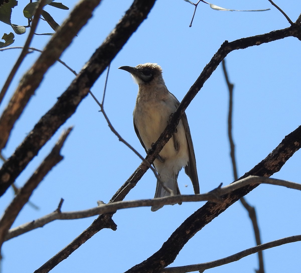 Little Friarbird - ML647404487