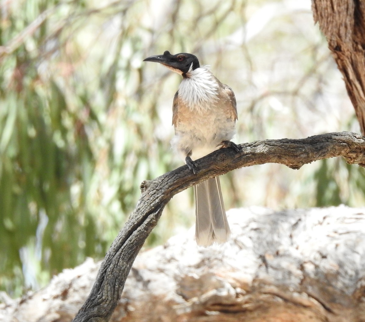 Крикливый кожеголов - ML647404491