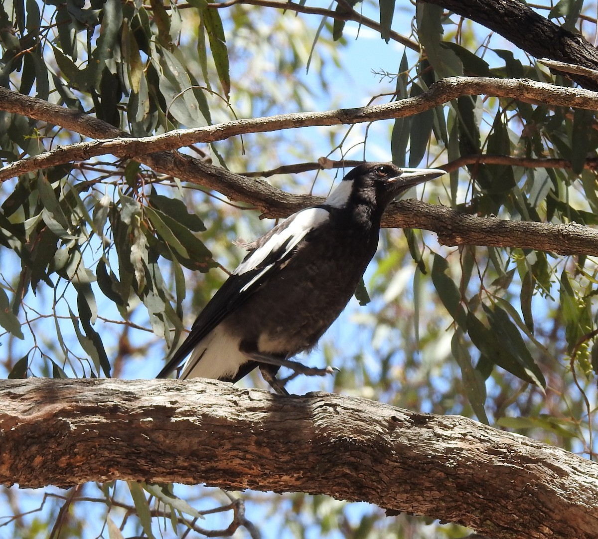 Буругонг, ворона-свистун [группа tibicen] - ML647404529