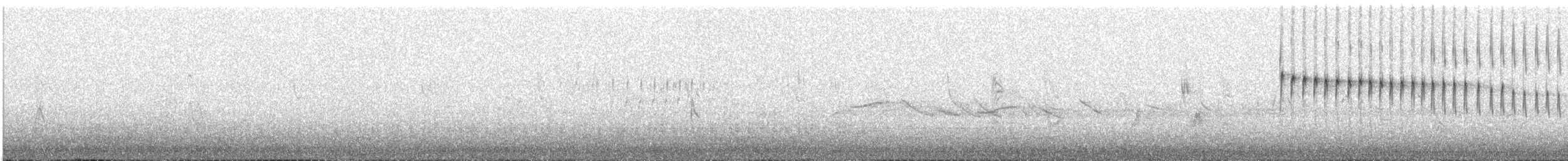 White-sided Hillstar - ML647404548