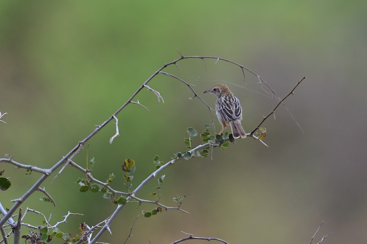 Rattling Cisticola - ML647404555