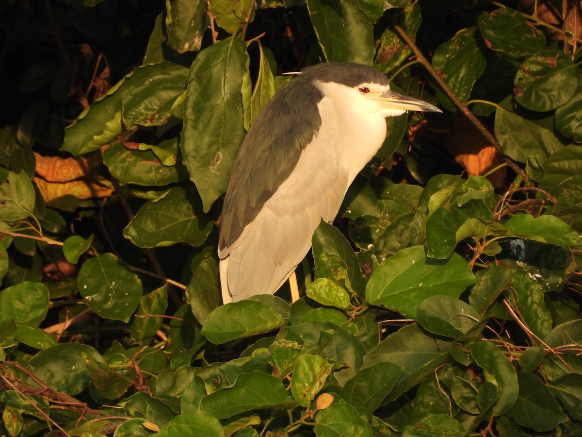 夜鷺 - ML647404556