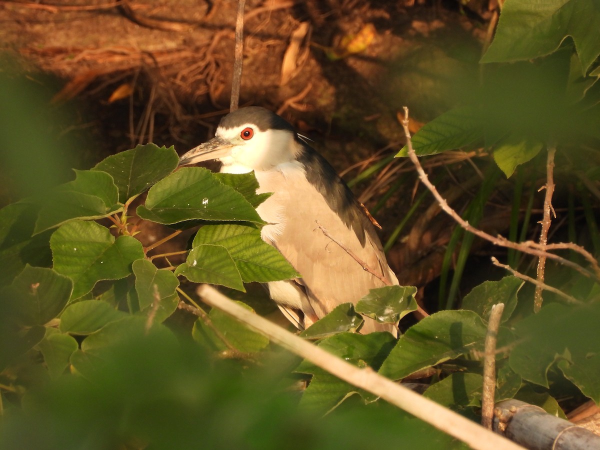 夜鷺 - ML647404557