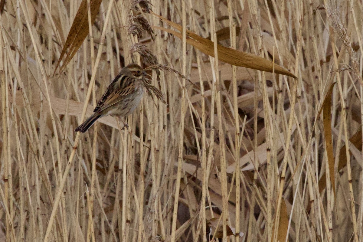 蘆鵐 - ML647404559