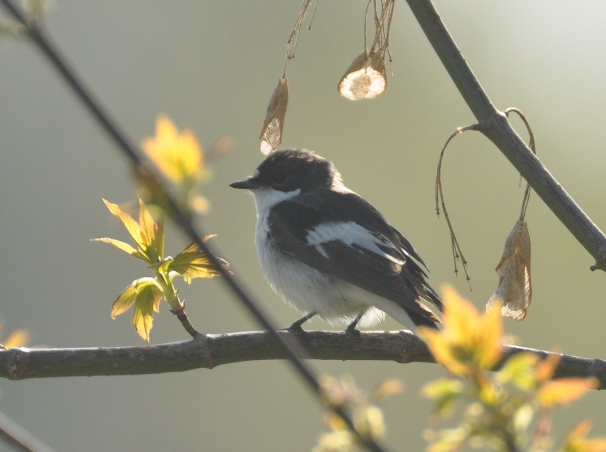 European Pied Flycatcher - ML647404560