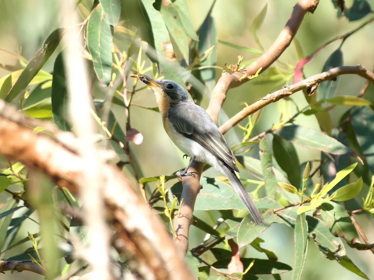 Leaden Flycatcher - ML647404562