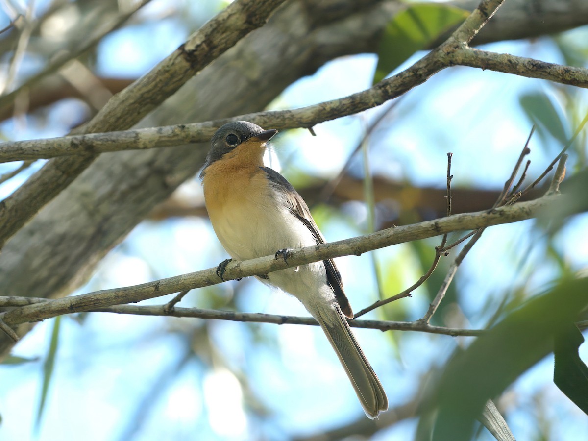 Leaden Flycatcher - ML647404563