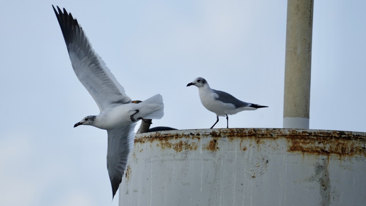 笑鷗 - ML647404564