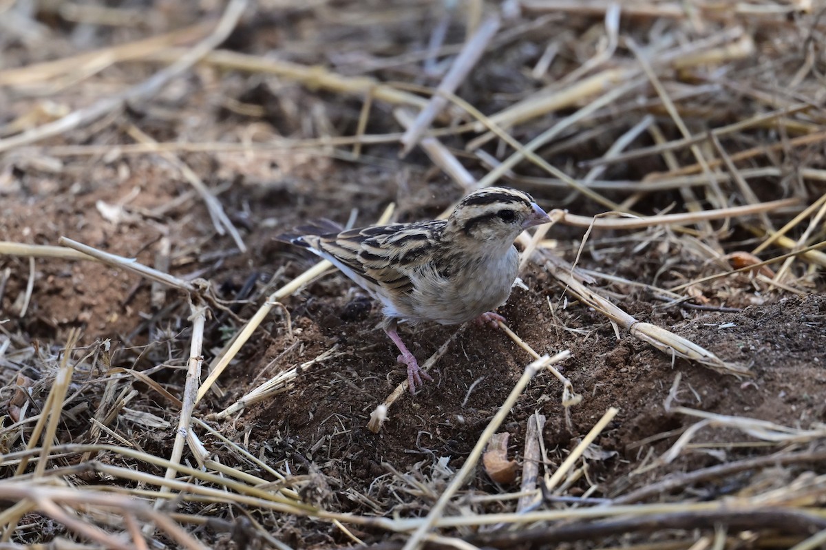 靛藍維達雀 - ML647404566
